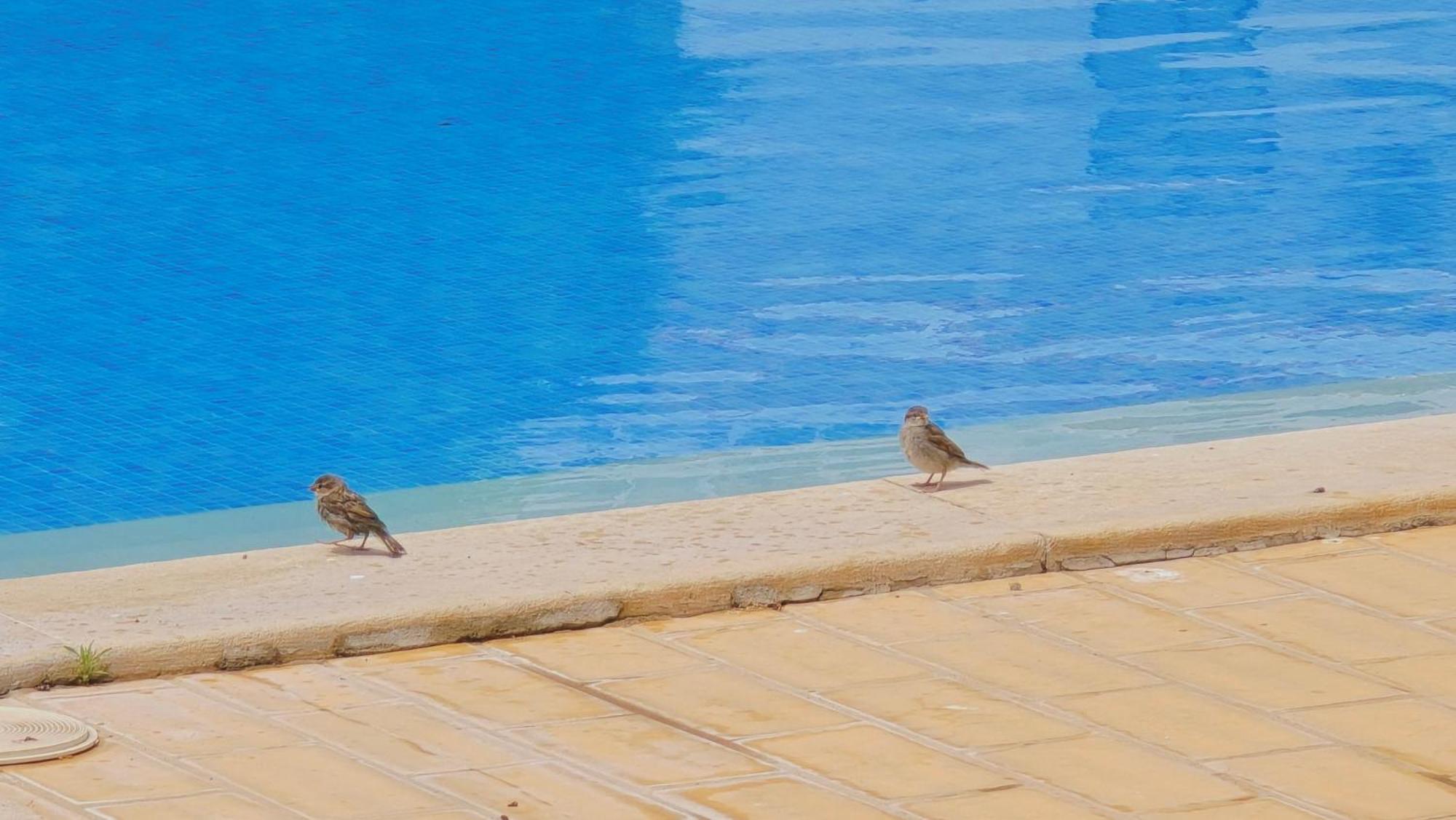 Praia Eulalia With Pool And 5 Minutes From The Beach Албуфейра Екстериор снимка
